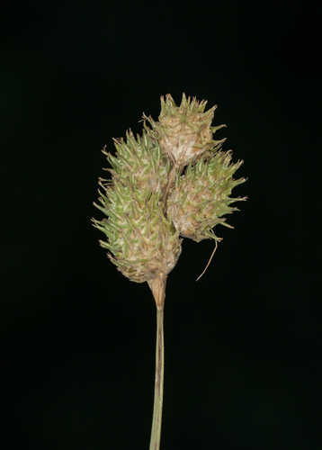 Carex tetrastachya #7